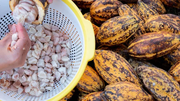 Raccolta Del Cacao Parte Degli Agricoltori — Foto Stock