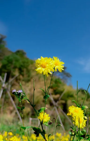 Chrysant Bloemen Plant — Stockfoto