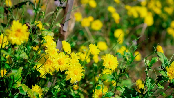 Chrysant Bloemen Plant — Stockfoto