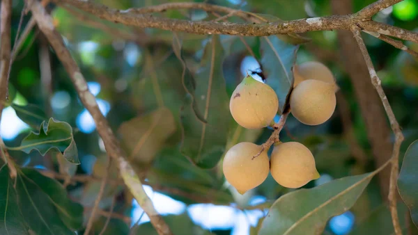 Chiudi Frutta Macadamia Sull Albero — Foto Stock