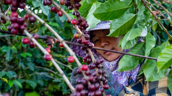 Retrato Mujeres Asiáticas Recogiendo Café Planta — Foto de Stock