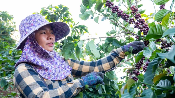 Retrato Ásia Mulheres Escolhendo Café Planta — Fotografia de Stock