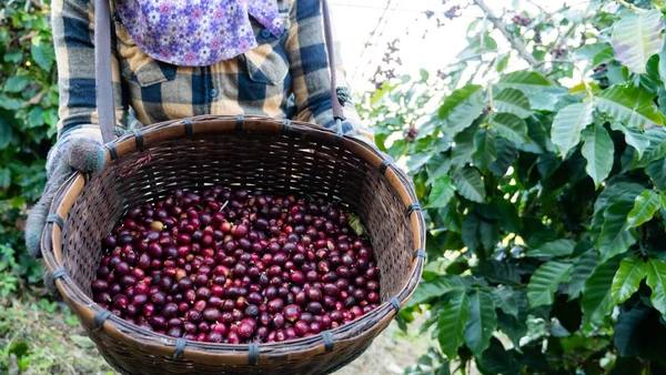 Sepetteki kahve dutunu kapat.