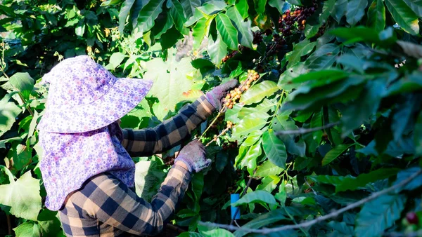 Kahve Seçerken Çiftçiyi Kapat — Stok fotoğraf
