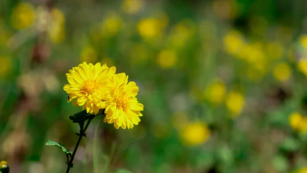 Chrysanthenun Bloemen Natuur — Stockfoto