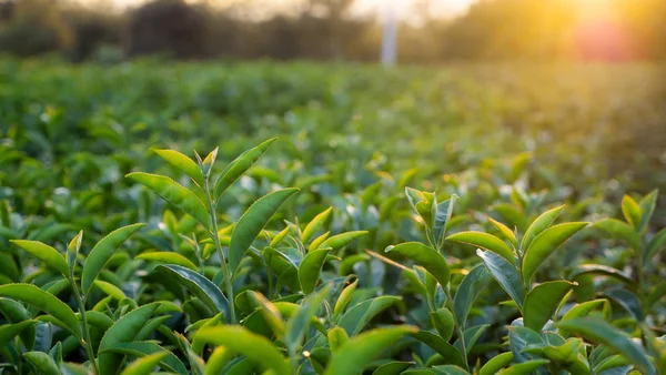 Foglia Verde Nella Pianta Tramonto — Foto Stock