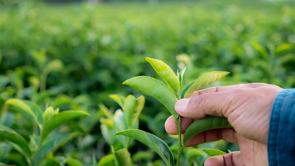 Cerrar Mano Recogiendo Hoja Verde Planta — Foto de Stock