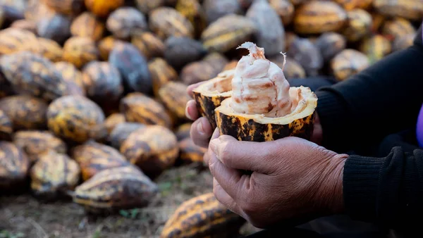 Farmer Harvesting Cocoa Fruit — Stock Photo, Image