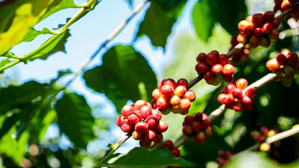 Coffee Berry Plant — 스톡 사진