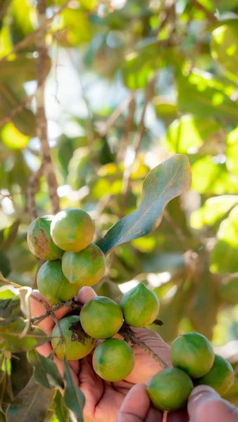 Frutta Macadamia Tenuta Mano Albero — Foto Stock