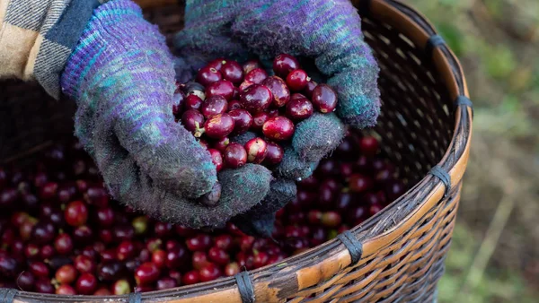 Çiftçinin eli kahve dutu tutuyor.