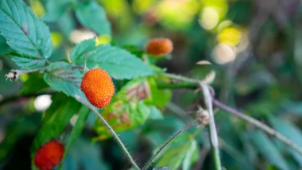 Raspberry in the plant
