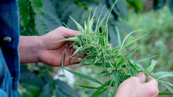 El çiftçisi marihuana yaprağına dokunuyor.