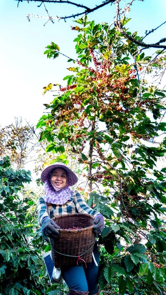 Retrato Mujeres Asiáticas Recogiendo Café Planta — Foto de Stock