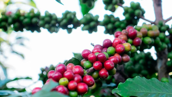 Coffee Berry Pabrik — Stok Foto