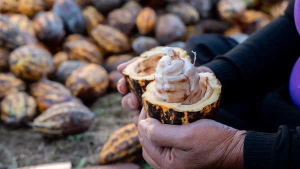 Kakao meyvesi hasat eden çiftçi