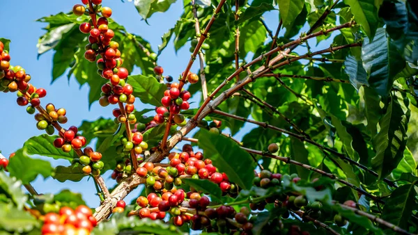 Boabe Cafea Plantă — Fotografie, imagine de stoc