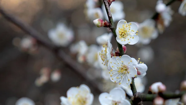 Doğada erik çiçeği.