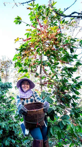 Retrato Mujeres Asiáticas Recogiendo Café Planta — Foto de Stock