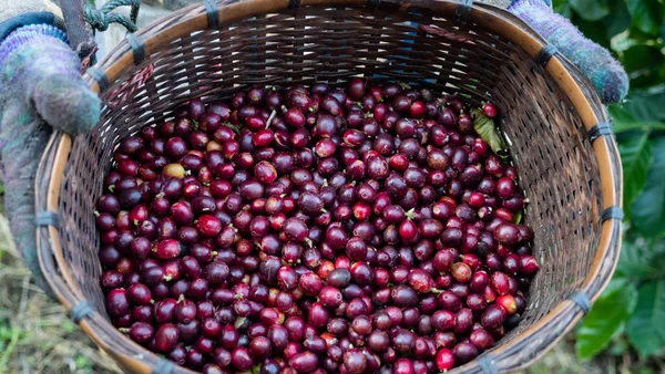 Chiudi Bacche Caffè Nel Cestino — Foto Stock