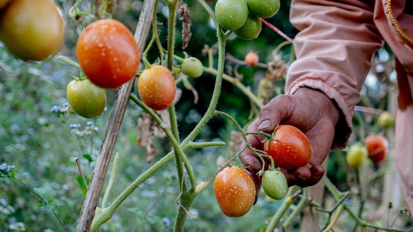 关闭农民的手在植物中采摘西红柿 — 图库照片