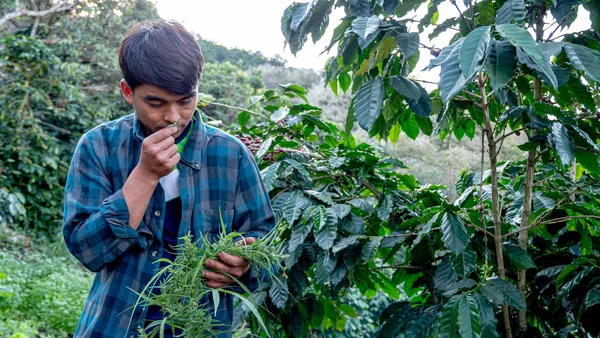 Agricultor Cheirando Folha Maconha Planta — Fotografia de Stock