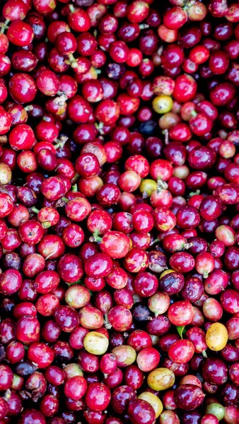 Berry Caffè Nella Pianta — Foto Stock