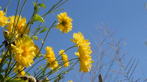 Fleurs Chrysanthème Dans Plante — Video