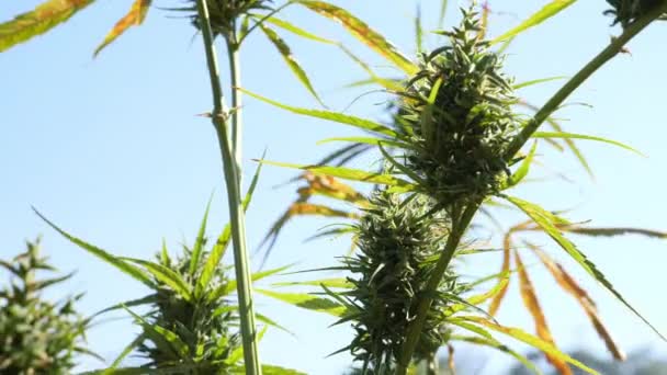 Farmářská Ruka Dotýkající Marihuanového Listu Rostlině — Stock video