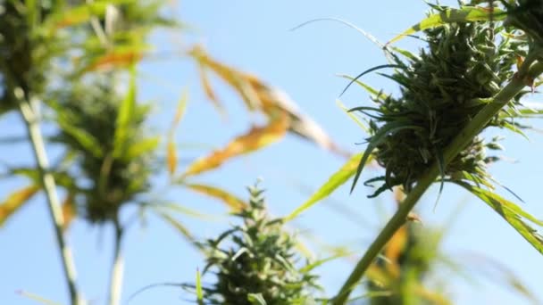 Une Main Fermier Touche Une Feuille Marijuana Dans Plante — Video