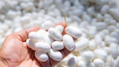 El ele tutuşan ipek kozası