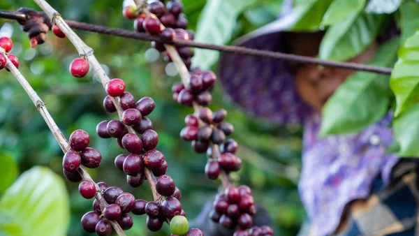 Farmer Women Picking Coffee Plant — 스톡 사진