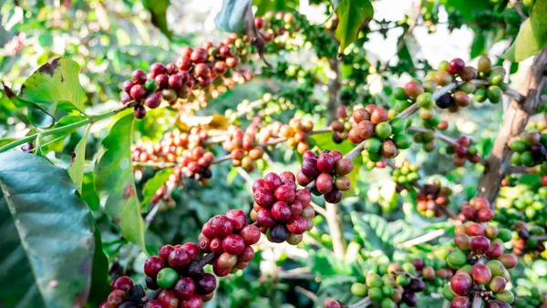 Kaffeebeeren Der Pflanze — Stockfoto