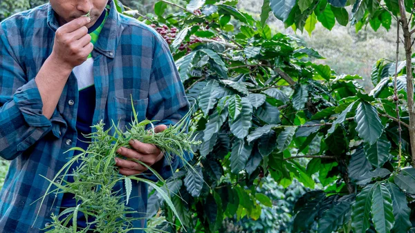 Agricultor Cheirando Folha Maconha Planta — Fotografia de Stock