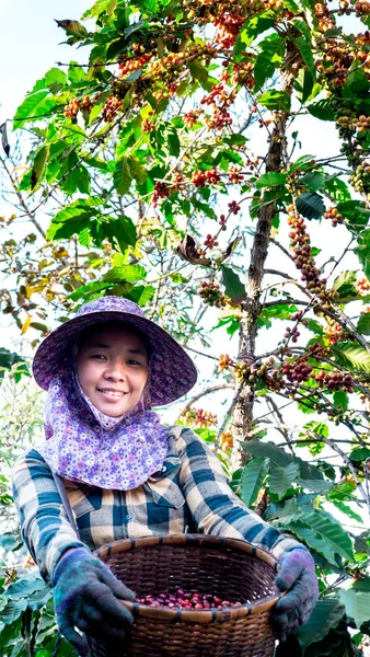 Farmer women picking coffee in the plant