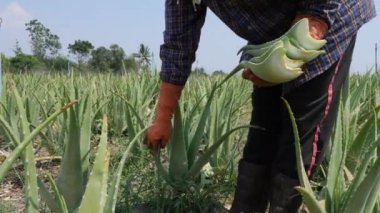 Çiftçi bitkide aloe vera yaprağı hasat ediyor.