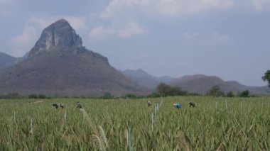 Çiftçi bitkide aloe vera yaprağı hasat ediyor.