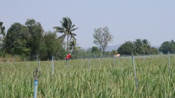 农民在植物中收获芦荟叶子 — 图库视频影像