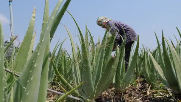 Coltivatore Che Raccoglie Foglie Aloe Vera Nella Pianta — Video Stock