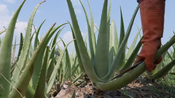 Coltivatore Che Raccoglie Foglie Aloe Vera Nella Pianta — Video Stock