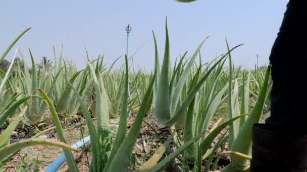 Landwirt Erntet Aloe Vera Blatt Der Pflanze — Stockvideo