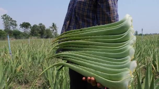 Landwirt Erntet Aloe Vera Blatt Der Pflanze — Stockvideo