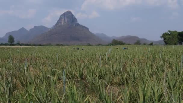 Agricultor Colheita Folha Aloe Vera Planta — Vídeo de Stock