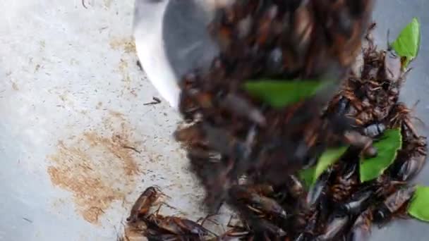 Grillon Frit Ralenti Dans Une Casserole — Video