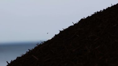 Kızıl Orman Karıncaları karınca yuvası yüzeyinde yürür. Karınca yuvasında hareket eden karıncalar. Kırmızı karınca kolonisinin arka planı. Karınca kolonisi olan büyük bir karınca yuvası. Karınca Tepesi 'nin tepesi kapanıyor. Makro atışlar, karınca silueti yakın çekim