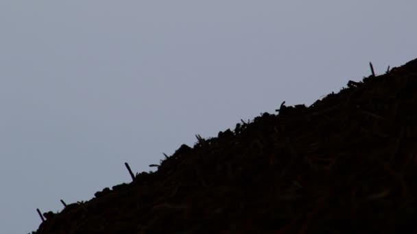 Red Forest ants walk on anthill surface. Ants moving in anthill. Background of red ant colony. Big anthill with colony of ants. Top of ant hill close up. Forest landscape, the sea in the background — Stock Video