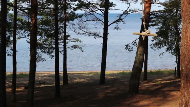 Oscillazione cavo tra due pini. sfondo della foresta . — Video Stock