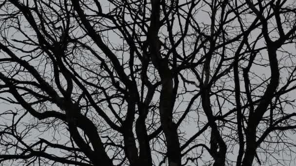 울퉁불퉁 하고 주름이 많은 잎없는 오래 된 나무가 있는 풍경. 소름끼치는 배경 — 비디오