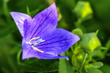 Balon çiçeği - Changchun, Çin 'de fotoğraflandı