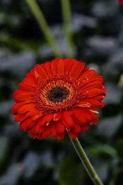 Red Gerbera - Changchun, Çin 'de çekilmiş